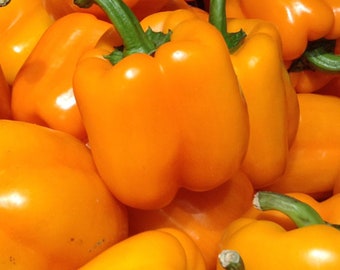 Golden California Wonder Sweet Bell Pepper Seeds - Polinización abierta - Sin OGM - Plantas de pimiento morrón - Pimientos amarillos - Semillas vegetales Canadá