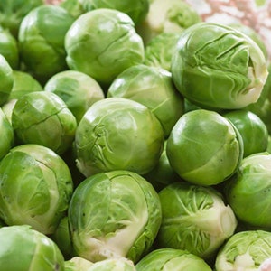 Catskill Brussels Sprouts Seeds - Brassica oleracea - Heirloom - Open Pollinated - Non Hybrid -  Non-GMO - Garden Vegetable Seeds Canada