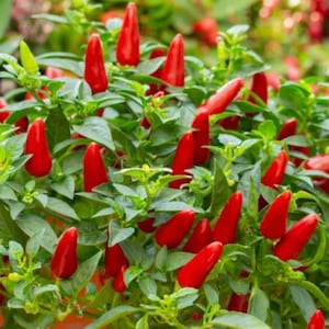 Small Red Chili Hot Pepper Seeds - Heirloom - Open-Pollinated - Non GMO - Red Hot Chili Pepper Plant Seeds - Garden Vegetable Seeds Canada