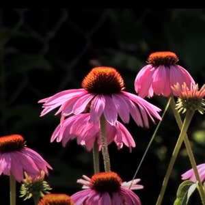 Lila Sonnenhut Samen - Echinacea purpurea Blume Pflanzensamen - Blumengarten Samen - mehrjährige Blumensamen Kanada
