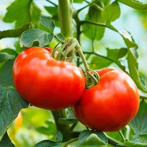 Ace 55 Tomato Seeds - Heirloom - Open-Pollinated - Non Hybrid & Non-GMO - Determinate Tomato Plant Seeds - Vegetable Seeds Canada