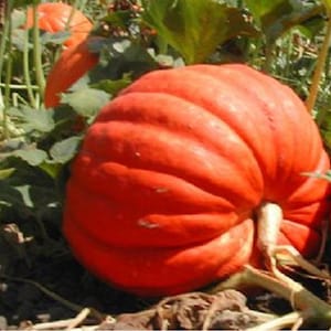 Big Max Pumpkin Seeds - Grow Big Gigantic Pumpkins - Open-Pollinated, Non-Hybrid & Non-GMO, Vegetable Plants - Garden Vegetable Seeds Canada