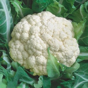 Op de afbeelding: Een grote, witte bloemkool met een dichte, compacte kop. De bloemkool wordt omringd door groene bladeren.