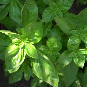 Sweet Basil Seeds - Herb Seeds - Open Pollinated Non-GMO, Grow Fresh Herb Plants Indoors or Vegetable Garden - Garden Vegetable Seeds Canada
