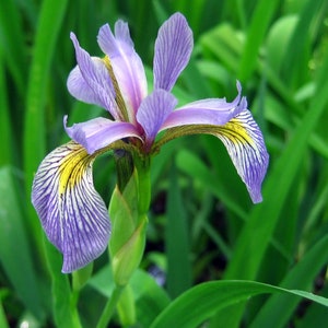 Graines d&#39;iris d&#39;eau du drapeau bleu du Nord - Graines de plantes d&#39;étang Iris Versicolor - Plantes aquatiques à fleurs - Plantes d&#39;étang de jardin d&#39;eau Canada