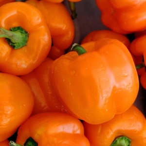 Orange Sun Sweet Bell Pepper Seeds, Open-Pollinated, Non-Hybrid & Non-GMO, Bell Pepper Plants, Orange Peppers, Garden Vegetable Seeds Canada