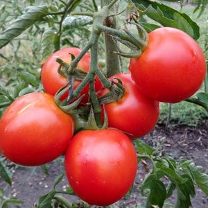 Porter Tomato Seeds - Heirloom - Open-Pollinated - Non-GMO - Grow Tomato Plants - Indeterminate Tomatoes - Garden Vegetable Seeds Canada