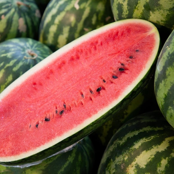 Graines de pastèque du Congo - Citrullus Lanatus - Pollinisation libre - Sans OGM - Cultivez de grosses pastèques à la maison - Graines de légumes du jardin Canada