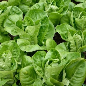 Little Gem Butterhead Lettuce Seeds - Open Pollinated Non-GMO, Grow Lettuce Plants Indoors, Outdoors - Garden Vegetable Seeds Canada