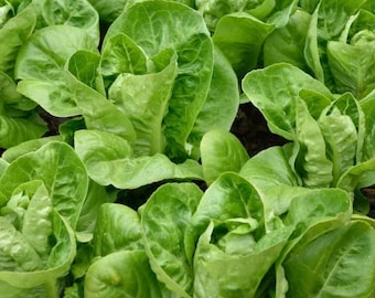 Puede incluir: Una vista cercana de un campo de lechuga romana fresca y verde. La lechuga está creciendo en hileras y está lista para ser cosechada.