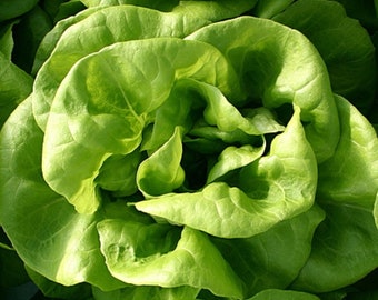May include: A close-up of a head of green butter lettuce with tightly packed leaves.