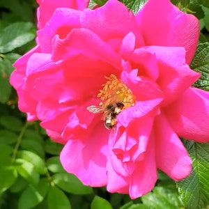Rugosa Rose Seeds - Pink Rosa Rugosa - Hardy Flowering Shrub - Japanese Rose - Perennial Garden Flower Seeds | Vegetable Seeds Canada