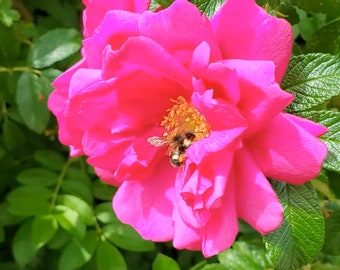Mon Coeur 我的心モン クゥール Fragrance. Japanese Rose Continue