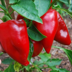 Pimento Sweet Pepper Seeds - Open-Pollinated - Non GMO - Sweet Pepper Plant Seeds - Red Peppers - Heirloom Vegetable Seeds Canada