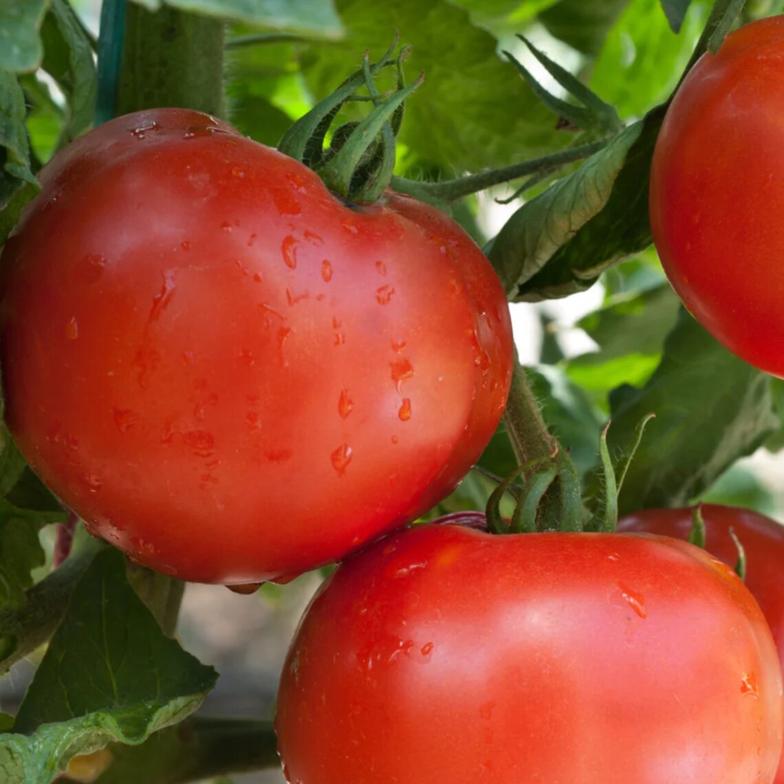 Wisconsin Seeds Wisconsin 55 Tomato Seeds - Heirloom Seeds - Open Pollinated, Non ...