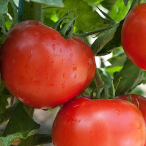 Wisconsin 55 Tomato Seeds - Heirloom Seeds - Open Pollinated, Non Hybrid, Non GMO - Indeterminate Tomatoes | Garden Vegetable Seeds Canada