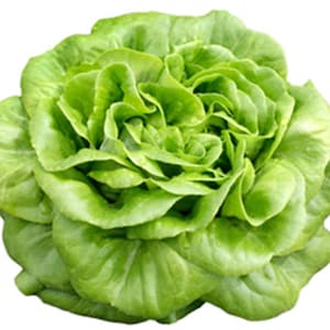 Buttercrunch Lettuce Seeds - Open Pollinated Non-GMO, Grow Lettuce Plants Indoors or Vegetable Garden - Garden Vegetable Seeds Canada