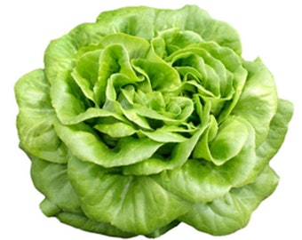 May include: A fresh, green head of loose-leaf lettuce with a ruffled, rosette shape.