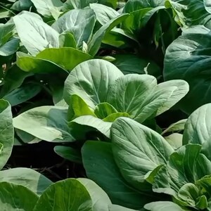 Canton Pak Choi Chinakohlsamen - Offen bestäubt, ohne GMO, Wachsen Bok Choy drinnen oder im Gemüsegarten - Gartengemüsesamen Kanada