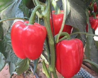 Große Rote Süße Paprikasamen - Offene Bestäubung - Non-Hybrid & Non-GMO - Paprika-Pflanzen - Rote Paprika - Gartengemüsesamen Kanada
