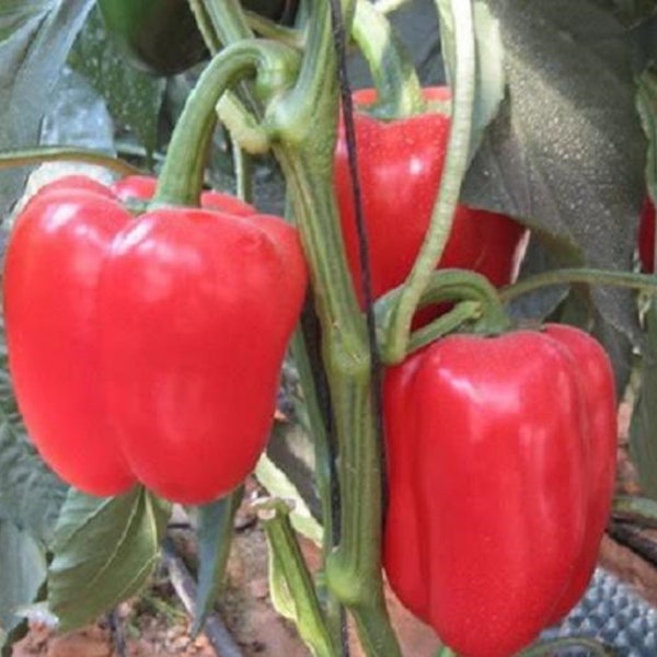 Graines de poivron doux Big Red - À pollinisation libre - Non hybrides et sans OGM - Plantes de poivrons - Poivrons rouges - Semences de légumes de jardin Canada