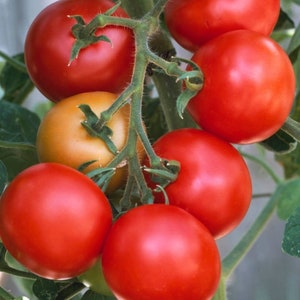Moneymaker Tomato Seeds - Heirloom Seeds - Open Pollinated, Non Hybrid, Non GMO - Indeterminate Tomatoes | Garden Vegetable Seeds Canada