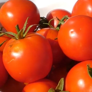 Siberian Tomato Seeds - Heirloom Seeds - Open Pollinated, Non Hybrid, Non GMO - Determinate Tomatoes | Garden Vegetable Seeds Canada