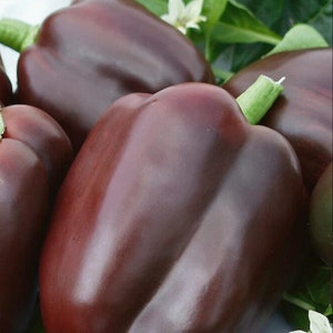 Chocolate Beauty Sweet Bell Pepper Seeds - Open-Pollinated - Non GMO - Bell Pepper Plants - Chocolate Peppers - Vegetable Seeds Canada
