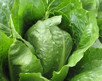 Puede incluir: Primer plano de una cabeza de lechuga romana con hojas verdes.
