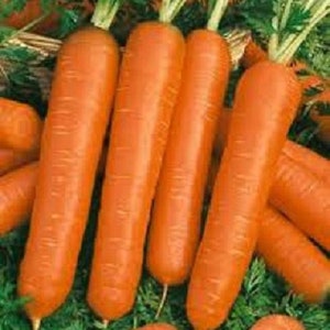 Carrot Seeds - Scarlet Nantes Carrot Seeds - Open Pollinated Non-GMO, Grow Carrots Indoors or Home Garden - Garden Vegetable Seeds Canada