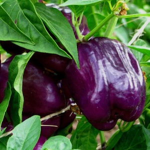 Purple Beauty Sweet Bell Pepper Seeds - Open-Pollinated - Non GMO - Sweet Bell Pepper Plant Seeds - Heirloom Garden Vegetable Seeds Canada