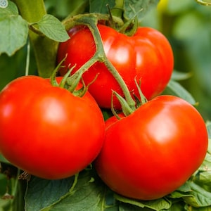 Homestead Tomato Seeds - Heirloom - Open-Pollinated - Non Hybrid & Non-GMO - Determinate Tomato Plant Seeds - Vegetable Seeds Canada