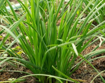 Garlic Chives Seeds - Herb Seeds - Open Pollinated Non-GMO, Grow Fresh Herb Plants Indoors or Outdoor Garden - Garden Vegetable Seeds Canada