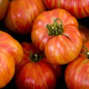 Big Rainbow Tomato Seeds - open bestoven - GGO-vrij - Kweek tomatenplanten - Onbepaalde tomaten - Garden Vegetable Seeds Canada