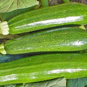 Dark Green Zucchini Squash Seeds - Open Pollinated Non-GMO, Grow Zucchini Plants Indoors or Vegetable Garden - Garden Vegetable Seeds Canada