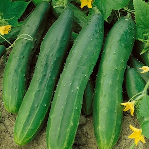 Straight Eight Cucumber Seeds - Grow Cucumber Plants - Open-Pollinated - Non-Hybrid & Non-GMO - Garden Vegetable Seeds Canada