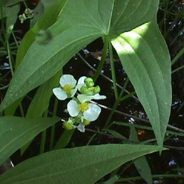 Pfeilspitze Samen, Sagittaria Latifolia Teichpflanze Samen, mehrjährige blühende Wasserpflanzen, Wassergartenteichpflanzen Kanada, Sumpfpflanze