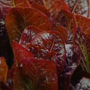 Super Red Romaine Lettuce Seeds - Open Pollinated, Non-GMO, Grow Lettuce Plants Indoors or Vegetable Garden - Garden Vegetable Seeds Canada