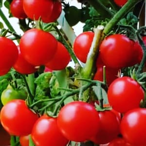Tiny Tim Tomato Seeds - Heirloom Seeds - Determinate Tomatoes - Garden Vegetable Seeds Canada