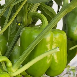 Green Sweet Bell Peppers Seeds California Wonder 300 Open-Pollinated  Non-Hybrid & Non-GMO Bell Pepper Plants -Garden Vegetable Seeds Canada