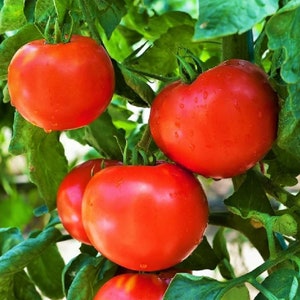 Floridade Tomato Seeds - Heirloom - Open-Pollinated - Non Hybrid & Non-GMO - Determinate Tomato Plant Seeds - Vegetable Seeds Canada
