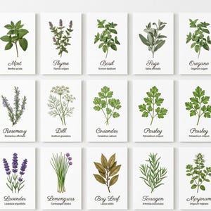 Peut inclure: Ensemble d'estampes botaniques représentant des herbes aromatiques, dont la menthe, le thym, le basilic et le romarin. Chaque estampe présente une illustration détaillée de l'herbe, avec ses noms commun et scientifique. Les impressions sont sur fond blanc.