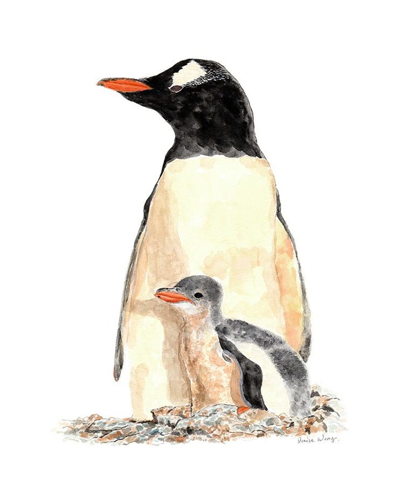 Gentoo Penguin with Chick