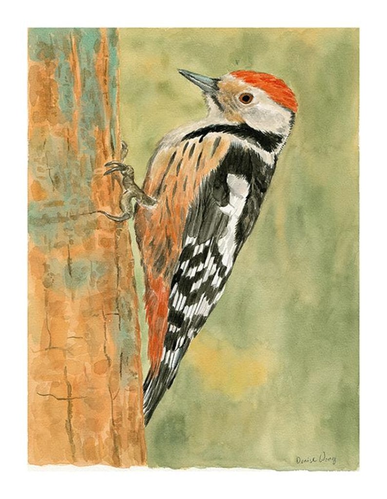 middle spotted woodpecker