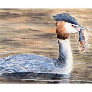 Great Crested Grebe with Fish – Limited Edition (7 only) – Fine Art Prints – 21″ × 16.4″ – Bird Watercolour – Hahnemühle German Etching
