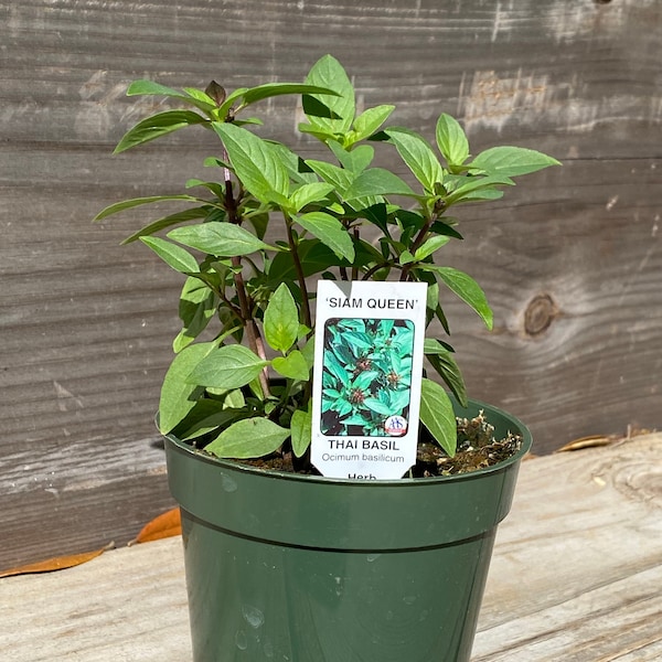 Live Thai basil plant– a 4" starter plant – is a great choice for an indoor herb garden. It offers a spicy, licorice-like flavor and aroma.