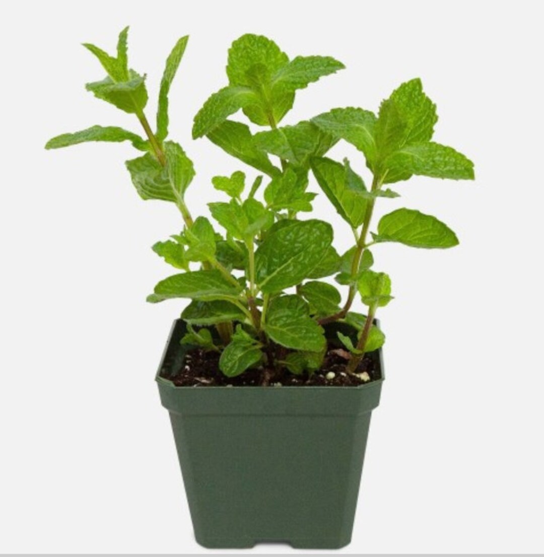 Mint Plants a 4 Inch Live Starter Plant, Also Called Common Mint or