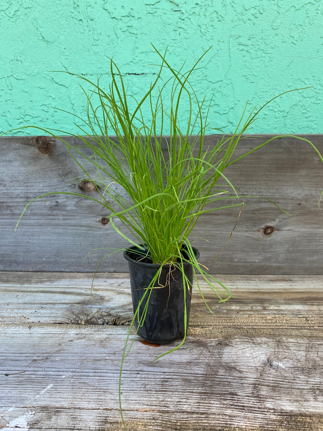 Garlic Chives as 4 Herb Starter Plants for Herb Gardens, Garlic Chives Plants Are Wonderful