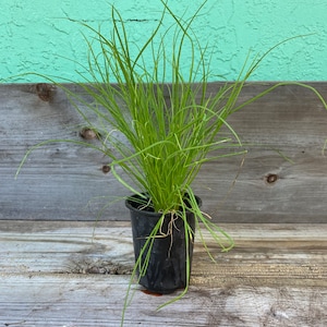 Garlic chives as 4” herb starter plants for herb gardens, garlic chives plants are wonderful fresh herbs for your kitchen