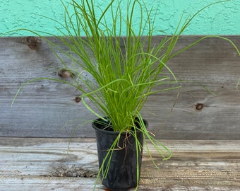 Garlic chives as 4” herb starter plants for herb gardens, garlic chives plants are wonderful fresh herbs for your kitchen